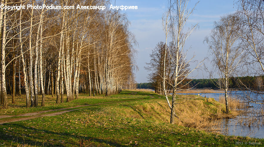 Birch, Tree, Wood, Field, Grass, Grassland, Plant