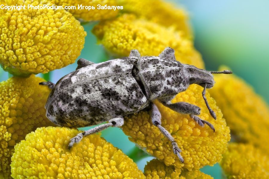 Flora, Pollen, Bee, Insect, Invertebrate, Cricket Insect, Grasshopper