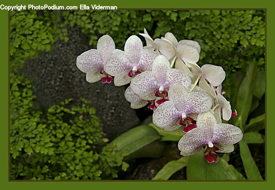 Blossom, Flora, Flower, Orchid, Plant, Geranium, Lily