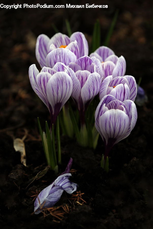 Blossom, Crocus, Flora, Flower, Plant, Violet, Acanthaceae