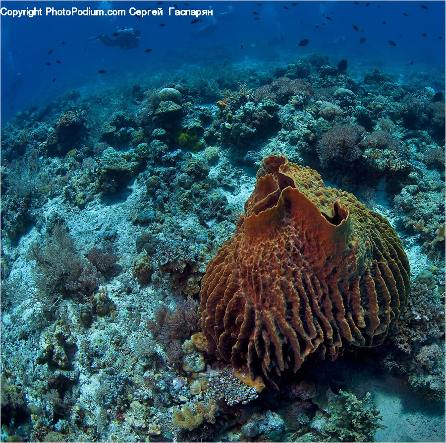 Coral Reef, Outdoors, Reef, Sea, Sea Life, Water, Alcyonacea