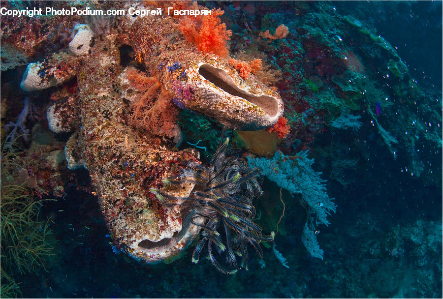 Coral Reef, Outdoors, Reef, Sea, Sea Life, Water