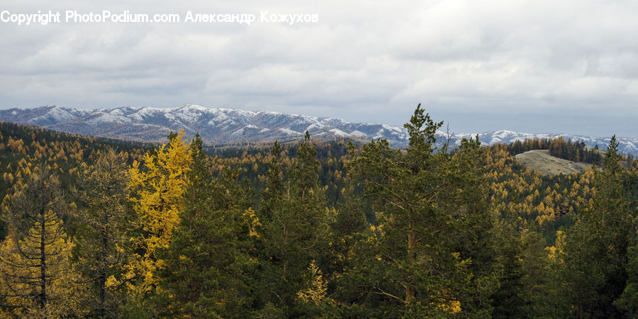 Conifer, Larch, Tree, Wood, Fir, Plant, Forest