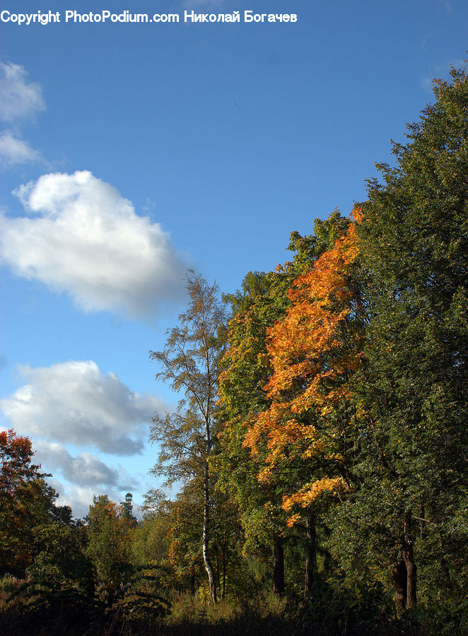 Conifer, Fir, Plant, Tree, Landscape, Nature, Scenery