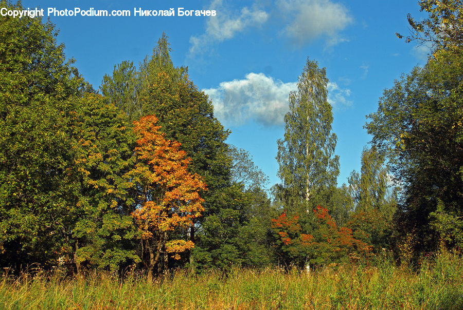 Oak, Sycamore, Tree, Tree Trunk, Wood, Conifer, Fir
