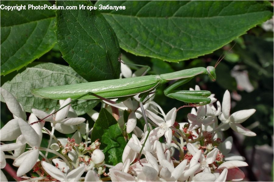 Plant, Potted Plant, Cricket Insect, Grasshopper, Insect, Invertebrate, Blossom