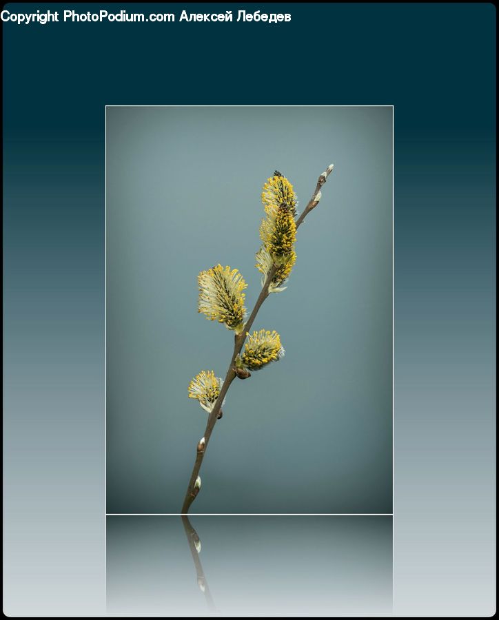 Flora, Pollen, Flower Arrangement, Ikebana, Plant, Potted Plant, Vase