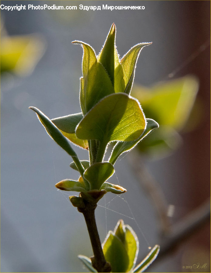 Bud, Plant, Leaf, Blossom, Flora, Flower, Anther