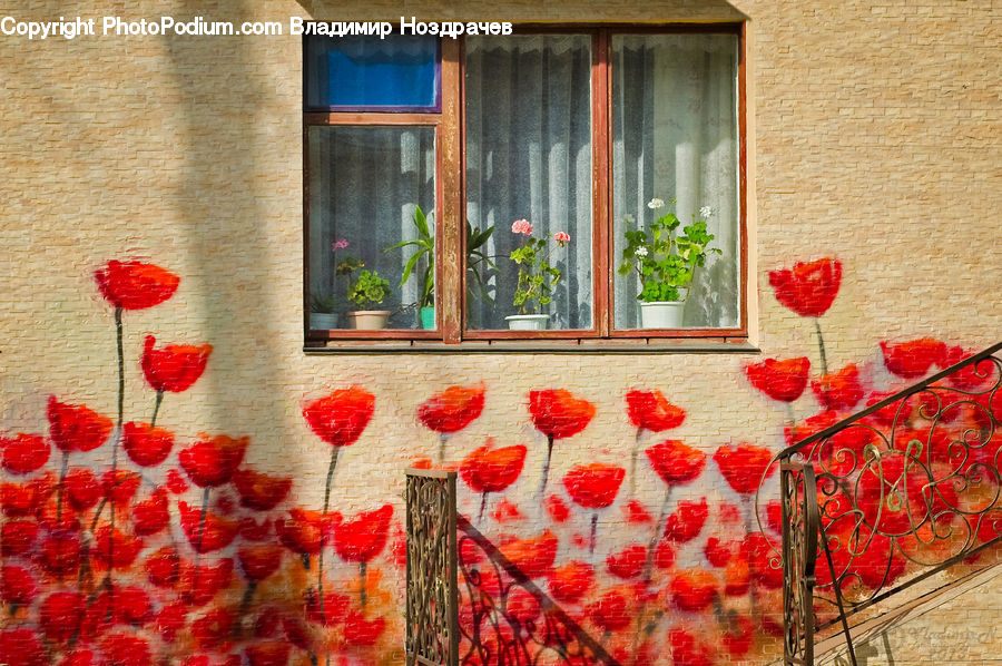 Fence, Wall, Blossom, Flora, Flower, Geranium, Plant