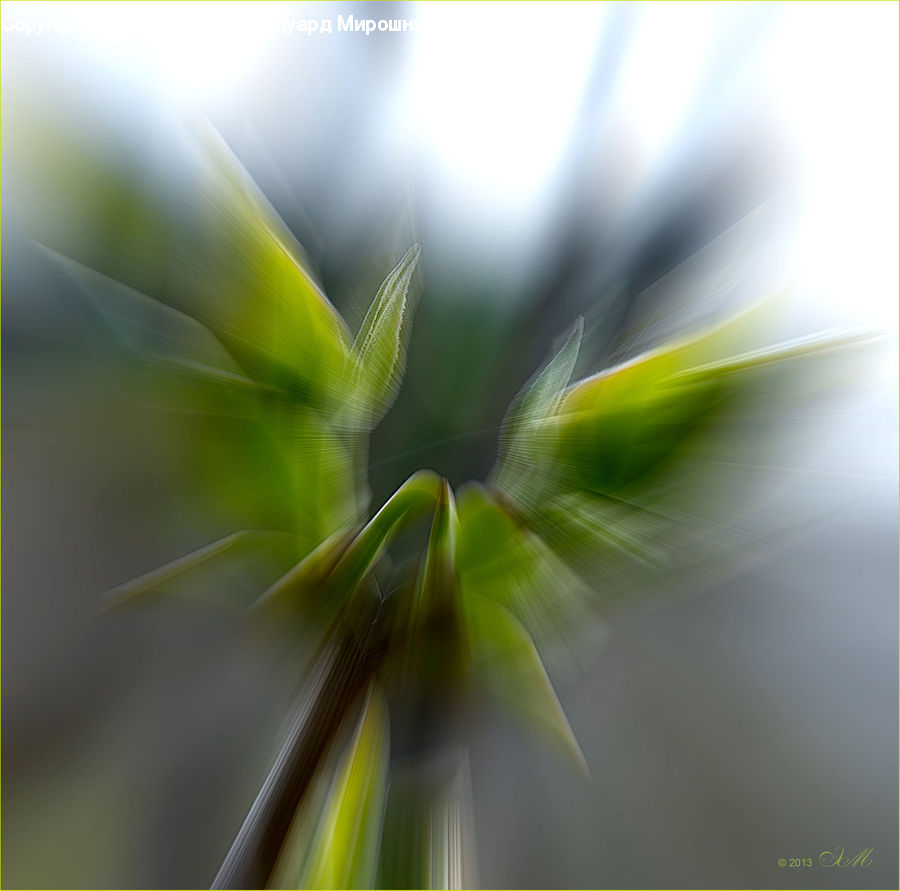 Plant, Fiber, Flax, Flora, Flower, Field, Grass