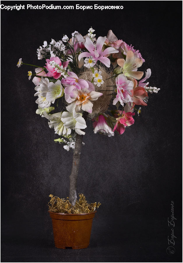 Plant, Potted Plant, Blossom, Flora, Flower, Petal, Bonsai