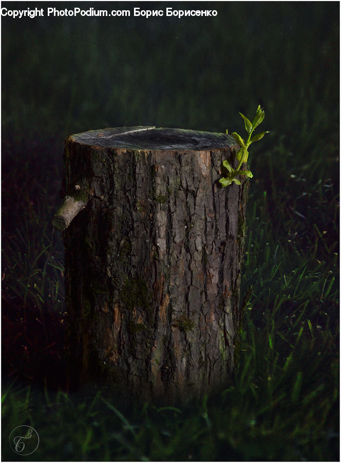 Fir, Redwood, Tree, Wood, Ivy, Plant, Vine