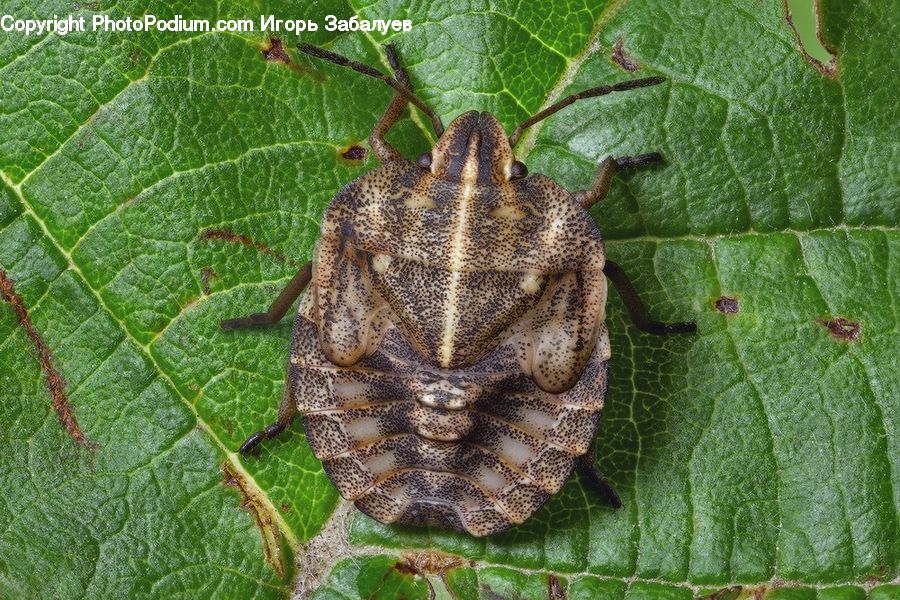 Butterfly, Insect, Invertebrate, Moth, Cricket Insect, Grasshopper, Andrena