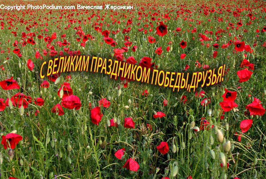 Blossom, Flora, Flower, Plant, Poppy, Tulip, Gladiolus
