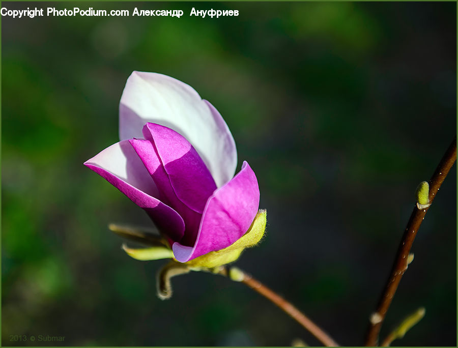 Blossom, Flora, Flower, Plant, Gladiolus, Crocus, Rose