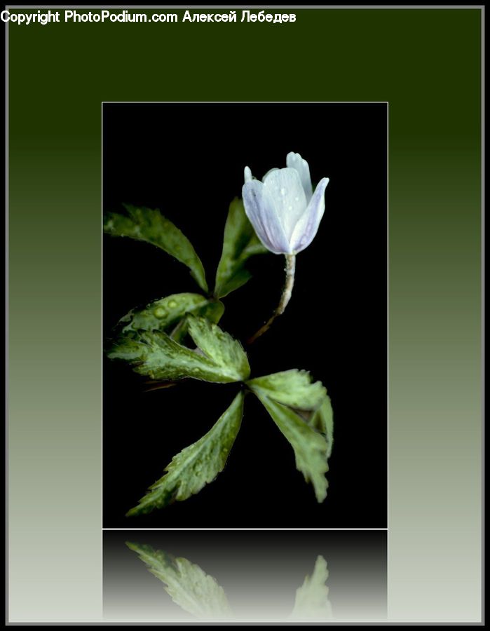 Collage, Poster, Acanthaceae, Annonaceae, Blossom, Flora, Plant