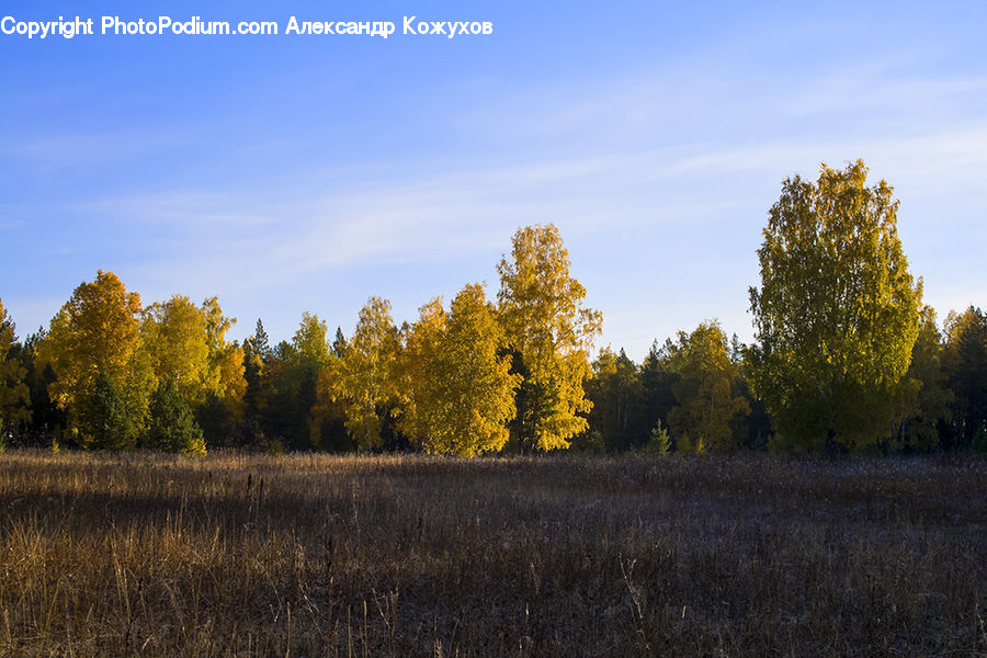 Field, Grass, Grassland, Land, Outdoors, Plant, Conifer