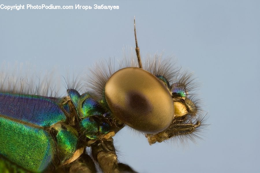 Glitter, Light, Apidae, Bee, Bumblebee, Insect, Bird