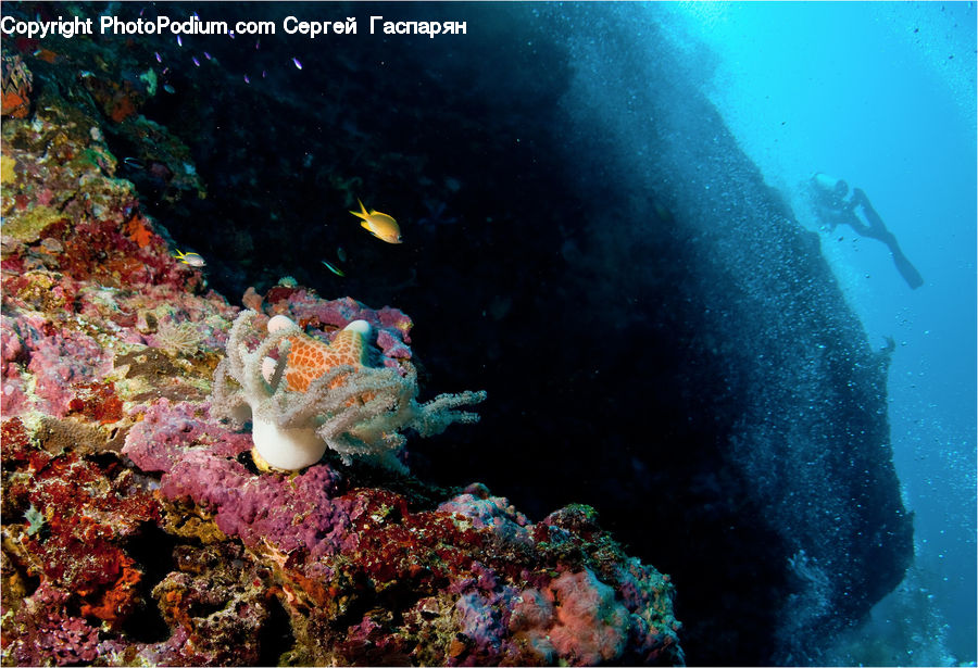 Coral Reef, Outdoors, Reef, Sea, Sea Life, Water, Sponge Animal