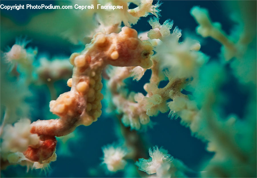 Mammal, Sea Life, Seahorse, Coral Reef, Outdoors, Reef, Sea