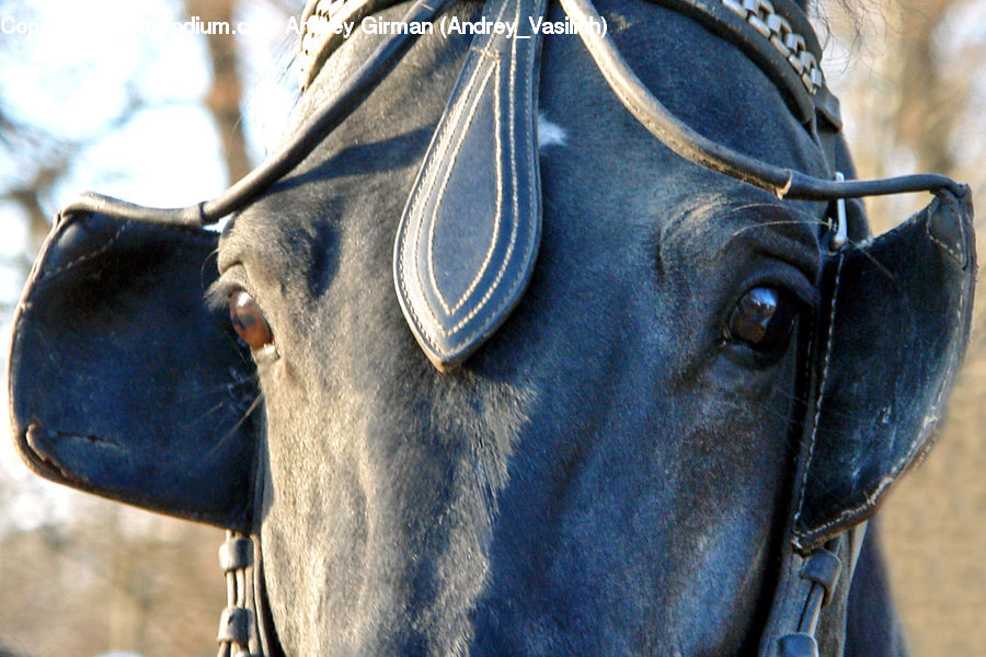 Animal, Equestrian, Horse, Person, Goggles, Head, Portrait