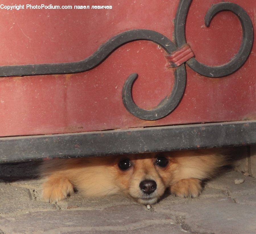Animal, Canine, Dog, Mammal, Papillon, Pet, Spaniel