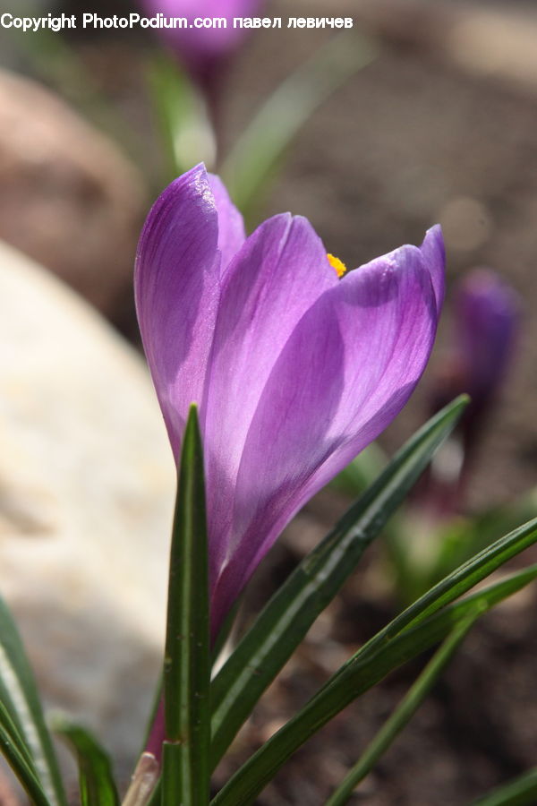 Blossom, Crocus, Flora, Flower, Plant