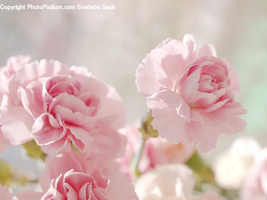 Blossom, Carnation, Flower, Plant, Peony, Flora, Petal
