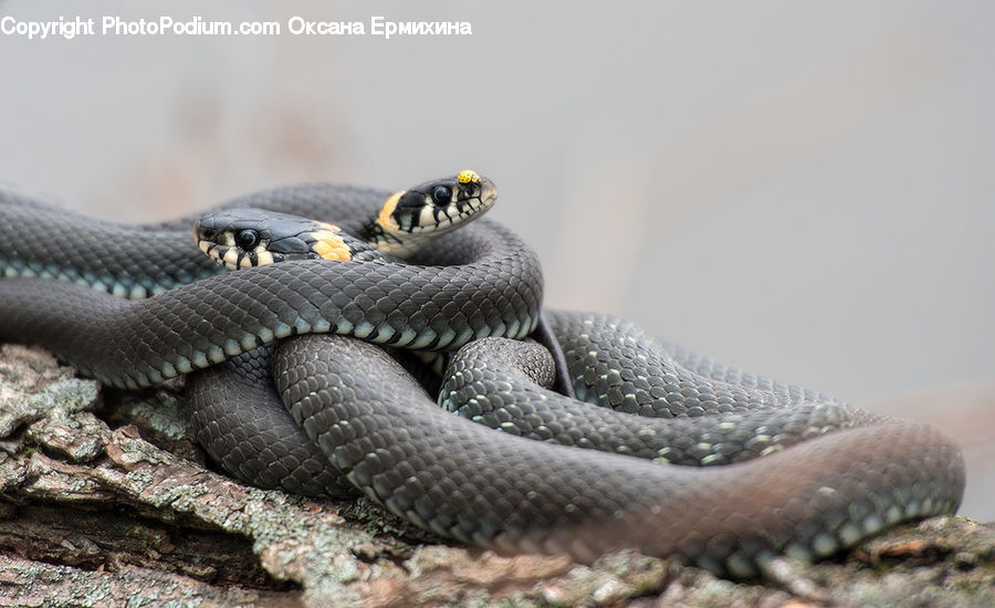 Reptile, Snake, King Snake