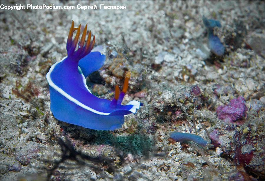 Coral Reef, Outdoors, Reef, Sea, Sea Life, Water, Soil