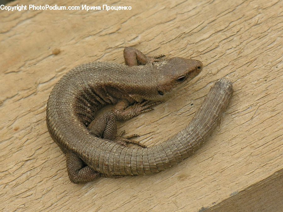 Reptile, Snake