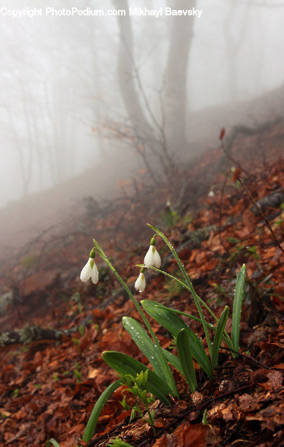 Rust, Fog, Mist, Outdoors, Plant, Vegetation, Field