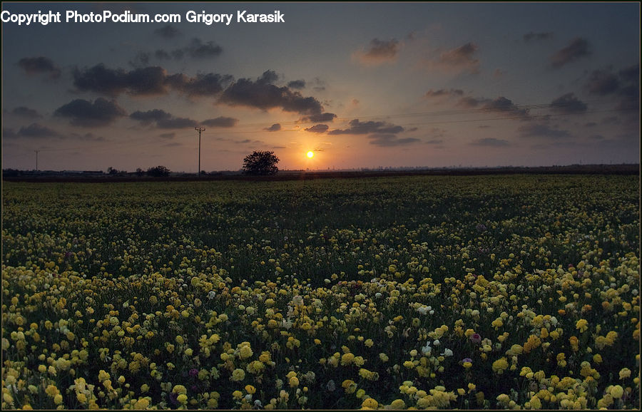 Field, Cloud, Cumulus, Sky, Fog, Grass, Grassland