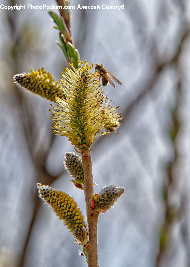 Conifer, Fir, Plant, Tree, Blossom, Flora, Flower