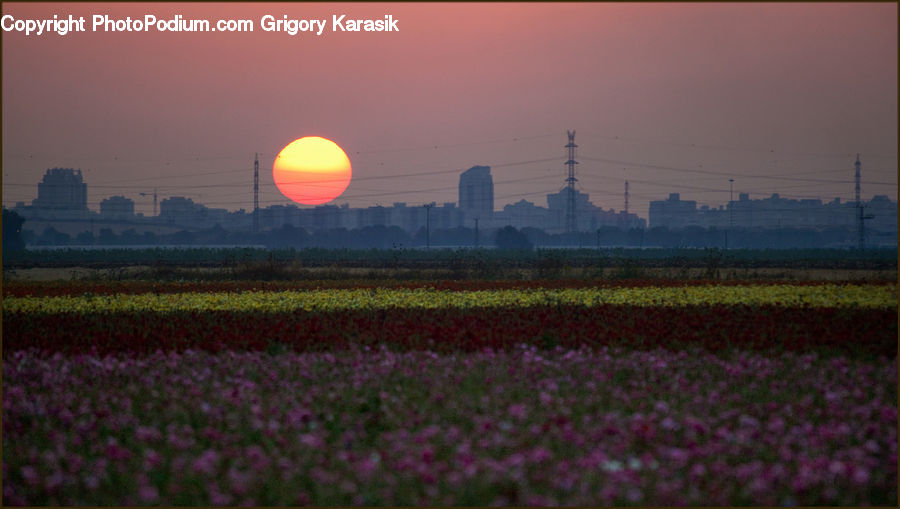 Field, Blossom, Crocus, Flora, Flower, Plant, Dawn