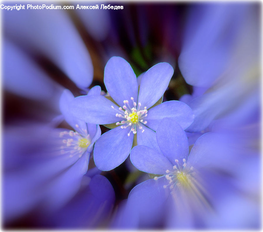 Blossom, Flora, Flower, Plant, Fiber, Flax, Geranium