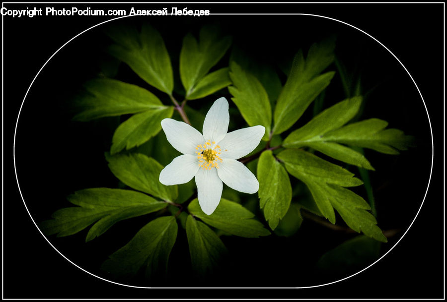 Blossom, Flora, Flower, Plant, Geranium, Leaf, Lily
