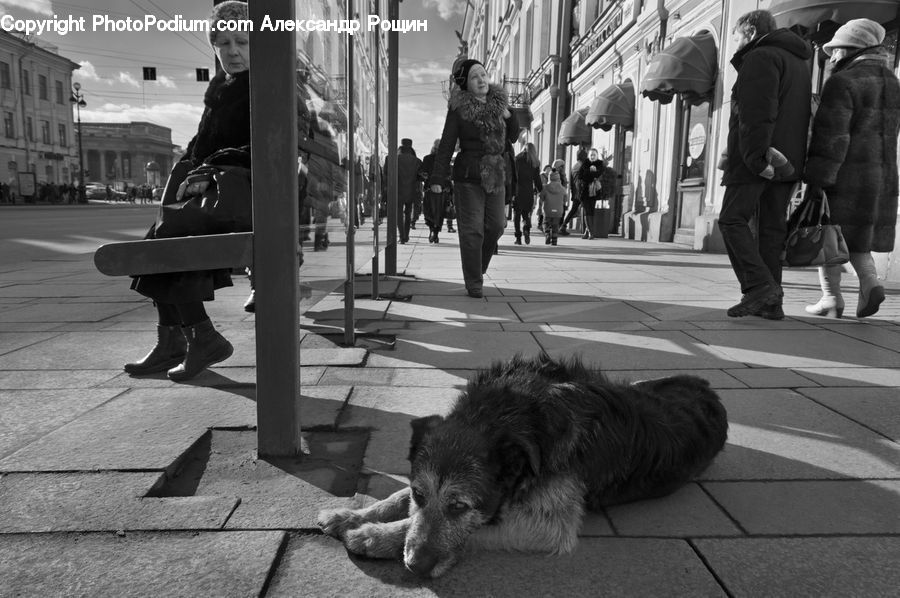 People, Person, Human, Boardwalk, Path, Pavement, Sidewalk