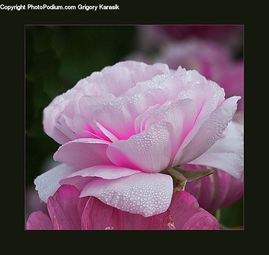 Blossom, Carnation, Flower, Plant, Peony, Flora, Rose