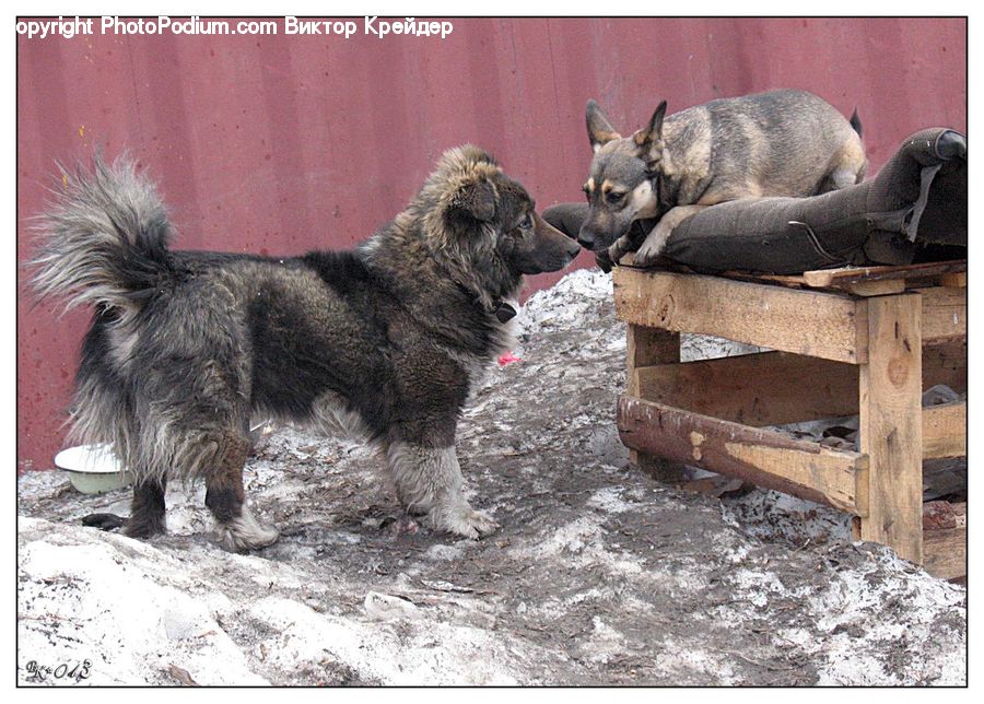 Animal, Canine, Dog, German Shepherd, Mammal, Pet, Box