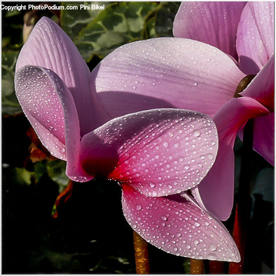 Flora, Flower, Gladiolus, Plant, Blossom, Crocus, Geranium