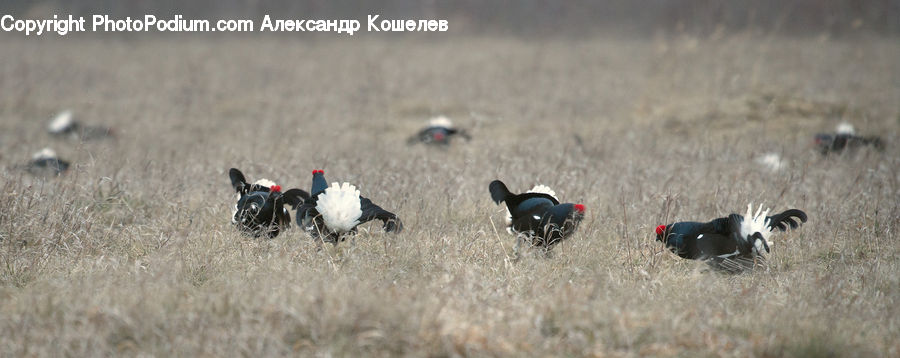 Paintball, Bird, Grouse, Puffin, Field, Grass, Grassland