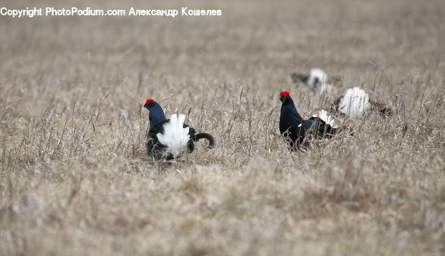 Bird, Grouse, Crane Bird, Heron, Blackbird, Pheasant, Agelaius