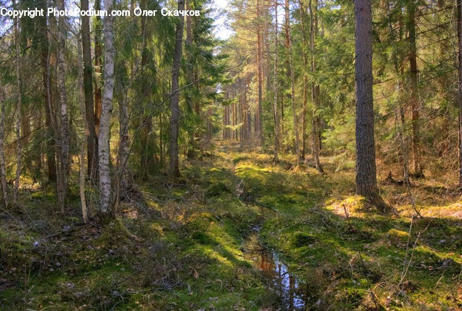 Forest, Vegetation, Conifer, Fir, Plant, Tree, Grove