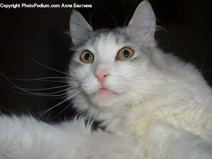 Animal, Cat, Mammal, Manx, Pet, Angora