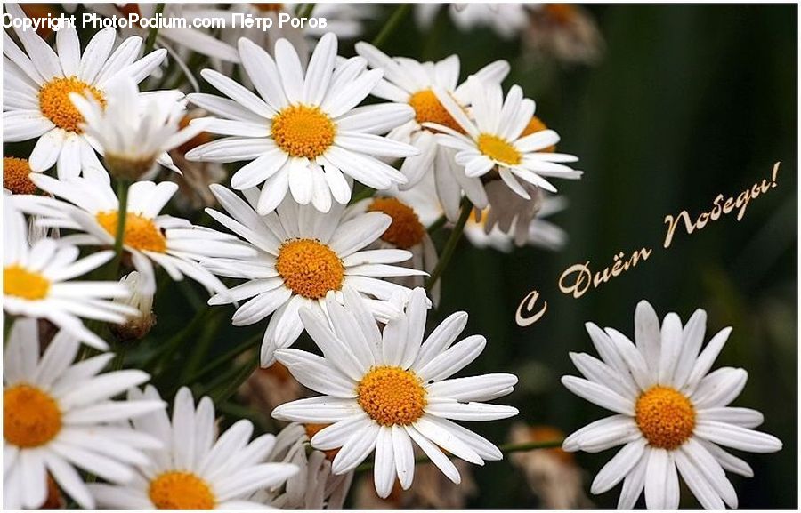Daisies, Daisy, Flower, Plant, Aster, Blossom, Flora