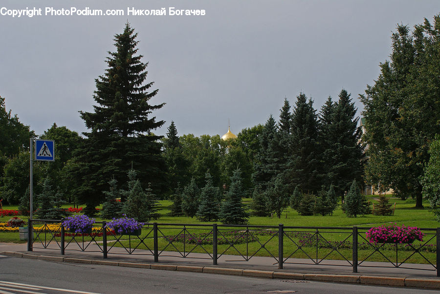 Conifer, Fir, Plant, Tree, Railing, Fence, Spruce