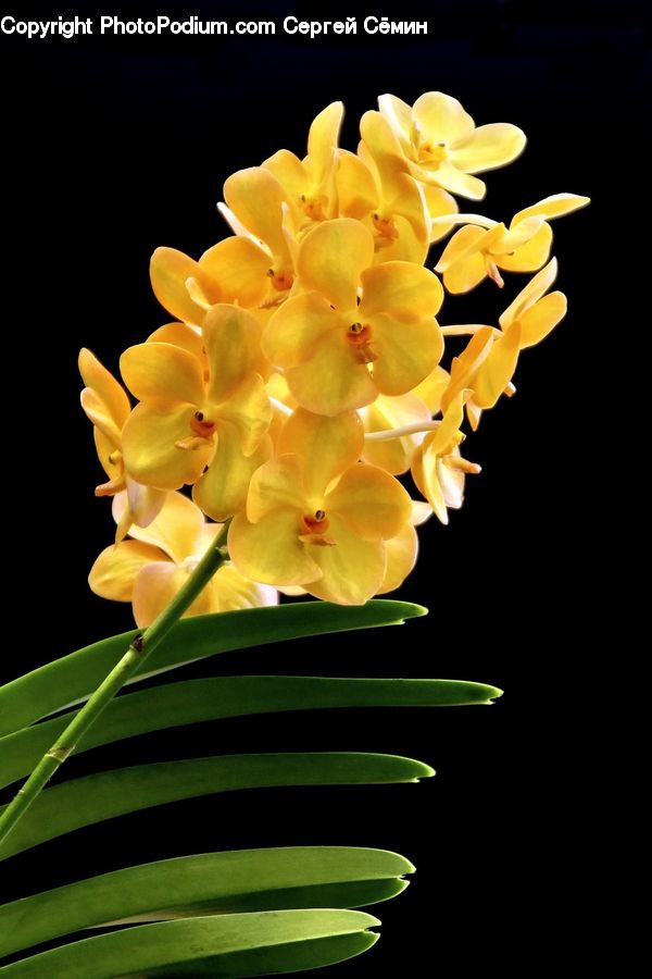 Blossom, Flora, Flower, Plant, Petal, Gladiolus, Anther