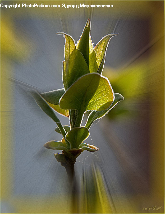 Leaf, Plant, Bud, Blossom, Flora, Flower, Field