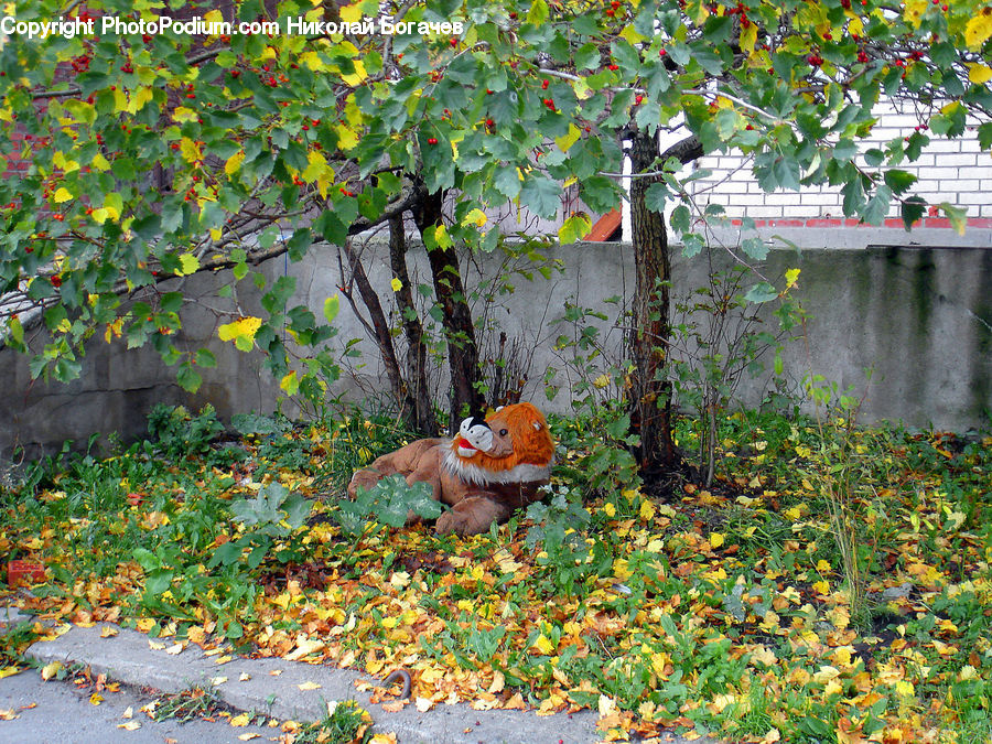 Bird, Robin, Plant, Vine, Ivy, Backyard, Yard